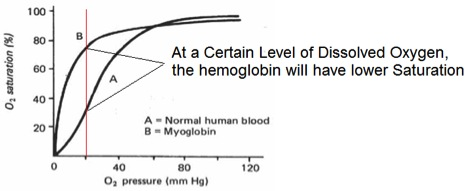 myoglobin blog image1 resized 600