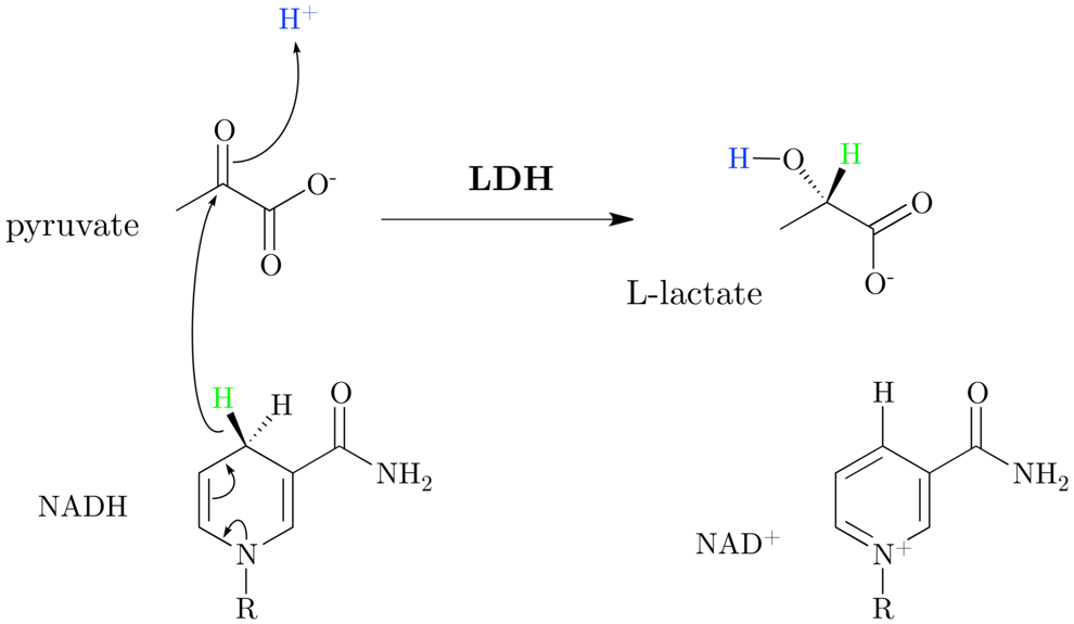 Молекула лактата. NADH икотинамидадениндинуклеотид. Пиридинзависимые дегидрогеназы. Лактатдегидрогеназа механизм. НАДН дегидрогеназа реакция.