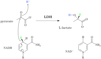 1599px-Lactate_dehydrogenase_mechanism
